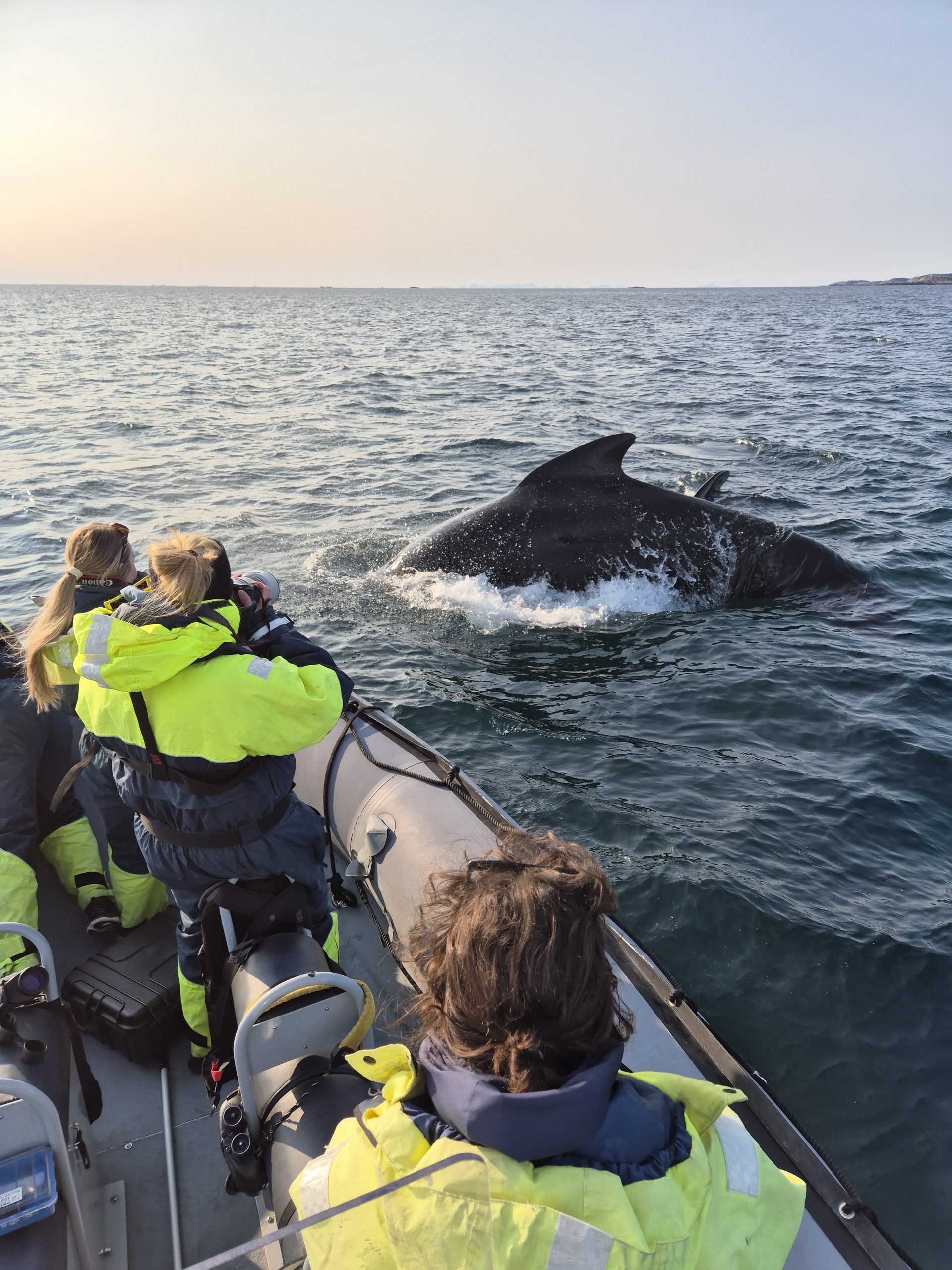 Pilot whale close to boat